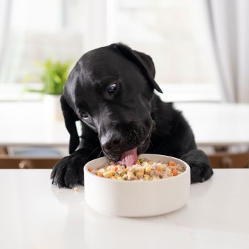 SAY BYE TO BORING DOG FOOD- 50% OFF Magazine Subscription