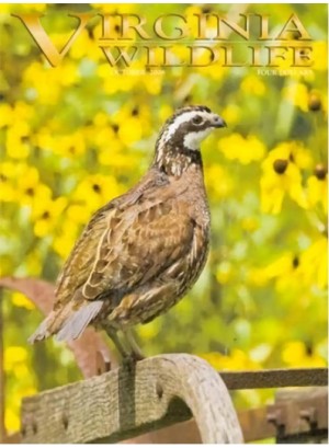 Virginia Wildlife Magazine