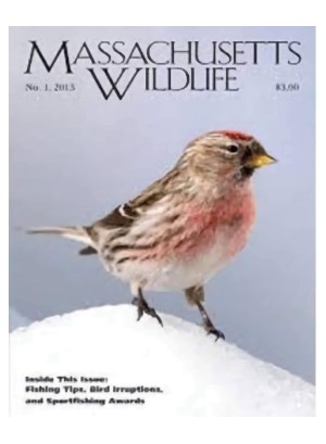 Massachusetts Wildlife Magazine